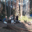 Сосновый бор на Шумовских горках - Администрация городского округа