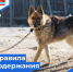 Шарьинцам напоминают о правилах содержания и выгула домашних животных - Администрация городского округа